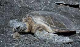 乌龟视频,诠释生命的从容与坚韧